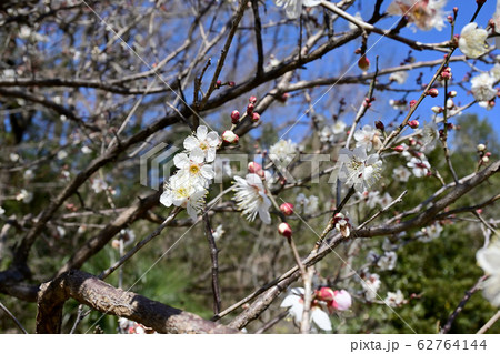 生田緑地　梅園 62764144