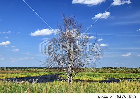 Dry birch on the river bank 62764948