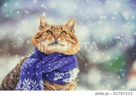 Portrait of a cat wearing a scarf in snowy winter 62765223