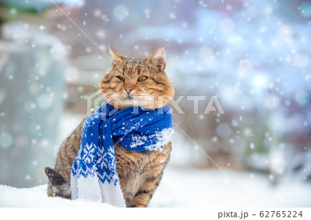 Portrait of a cat wearing a scarf in snowy winter 62765224