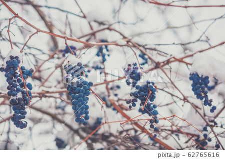 Covered with snow red wine grapes on the grapevine in winter Covered with snow red wine grapes on the grapevine in winter 62765616