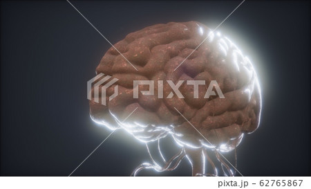 animated model of human brain animated model of human brain 62765867