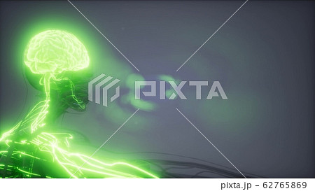 Human Brain Radiology Exam Human Brain Radiology Exam 62765869