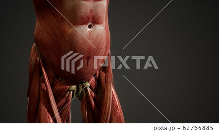 Muscular System of human body animation Muscular System of human body animation 62765885