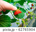いちご狩り 62765904
