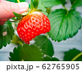 いちご狩り 62765905