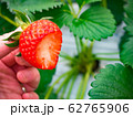いちご狩り 62765906