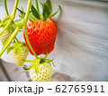 いちご狩り 62765911