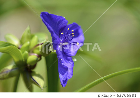 ムラサキツユクサ(紫露草) ムラサキツユクサ(紫露草) 62766881