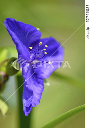 ムラサキツユクサ（紫露草） 62766883