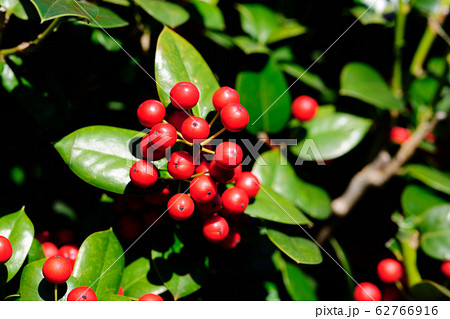 チャイニーズホーリー チャイニーズホーリー 62766916