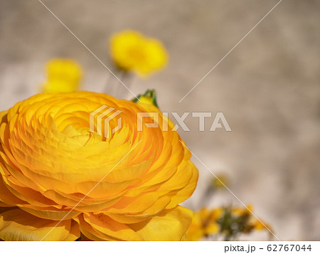 たくさんの花びらをつけているラナンキュラスという名前の花 の写真素材