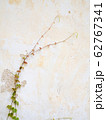 Two plants climb the old white wall. Look like cure couple lover in love abstract. 62767341