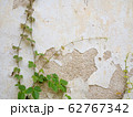 Abstract two vine plants climb the old white wall which paint is peel cracked. 62767342