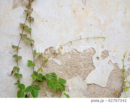 Abstract two vine plants climb the old white wall which paint is peel cracked. 62767342