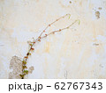 Two plants climb the old white wall. Look like cure couple lover in love abstract. Landscape view. 62767343