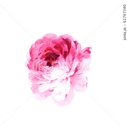 透明水彩 水彩画 花 62767380