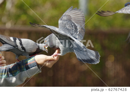 餌に群がるハト 餌に群がるハト 62767428