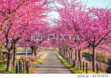 満開の桜並木が華やかな散策路 62767659