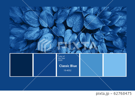 Color palette with nature textures, leaves inspired by trendy blue color of the year 2020. Tropical leaf background. Fashion concept Color palette with nature textures, leaves inspired by trendy blue color of the year 2020. Tropical leaf background. Fashion concept 62768475