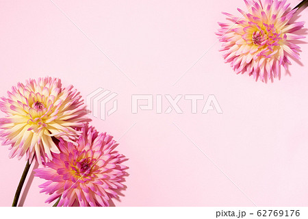 Festive flower bouquet over pastel pink background, copy space. Top view. Creative greeting card with yellow and pink dahlia flowers 62769176