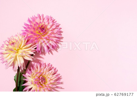Festive flower bouquet over pastel pink background, copy space. Top view. Creative greeting card with yellow and pink dahlia flowers 62769177