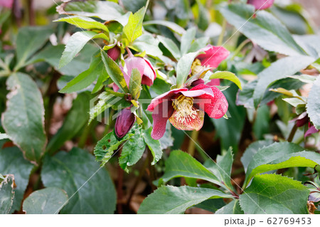 クリスマスローズ クリスマスローズ 62769453