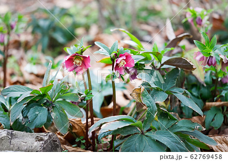 クリスマスローズ 62769458