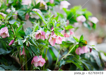 クリスマスローズ 62769459