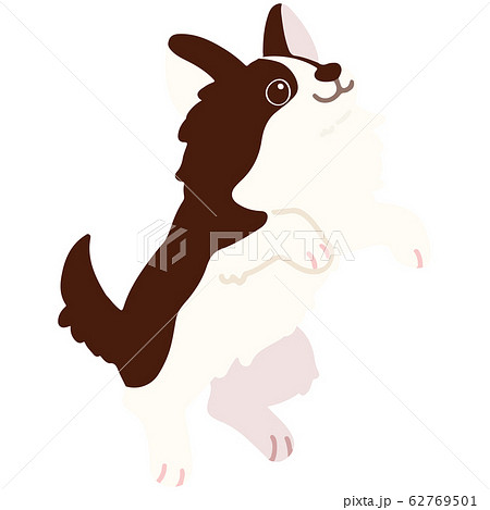 ジャンプするチワワの手描きのイラスト　こげ茶 主線なし 62769501