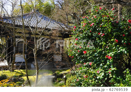 2月　鎌倉1037椿･長谷寺 62769539