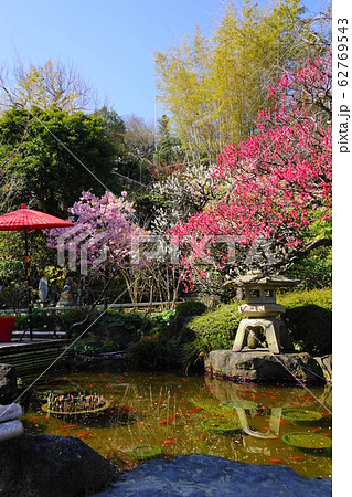 2月　鎌倉1033紅梅と白梅･長谷寺 62769543