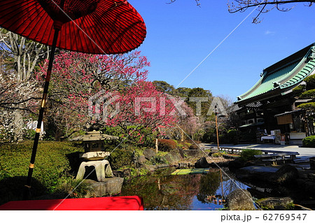 2月　鎌倉1029紅梅と白梅･長谷寺 62769547