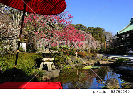 2月 鎌倉1028紅梅と白梅・長谷寺 2月 鎌倉1028紅梅と白梅・長谷寺 62769549