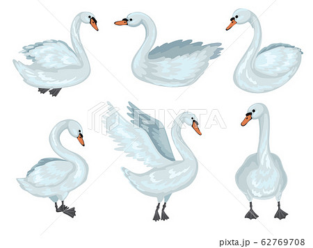 Swan In Different Poses Collection Of Grey のイラスト素材