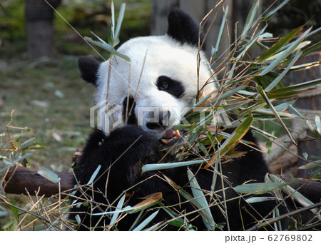 Panda at Chengdu Panda Reserve (Chengdu Research Base of Giant Panda Breeding) in Sichuan, China. The panda bear is eating bamboo. Close up of the panda's face with bamboo. Classic panda portrait Panda at Chengdu Panda Reserve (Chengdu Research Base of Giant Panda Breeding) in Sichuan, China. The panda bear is eating bamboo. Close up of the panda's face with bamboo. Classic panda portrait 62769802