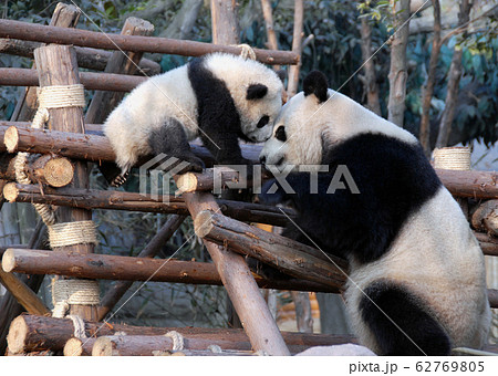 Panda mother and cub at Chengdu Panda Reserve (Chengdu Research Base of Giant Panda Breeding) in Sichuan, China. Two pandas looking at each other. Panda with cub at the Panda Reserve in Chengdu, China 62769805