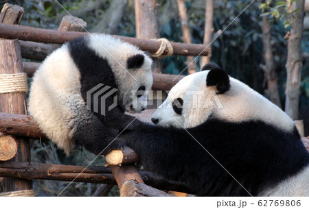 Panda mother and cub at Chengdu Panda Reserve (Chengdu Research Base of Giant Panda Breeding) in Sichuan, China. Two pandas looking at each other. Panda with cub at the Panda Reserve in Chengdu, China Panda mother and cub at Chengdu Panda Reserve (Chengdu Research Base of Giant Panda Breeding) in Sichuan, China. Two pandas looking at each other. Panda with cub at the Panda Reserve in Chengdu, China 62769806