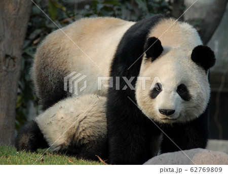 Pandas at Chengdu Panda Reserve (Chengdu Research Base of Giant Panda Breeding) in Sichuan, China. A mother panda bear is standing with the cub beneath. Panda mother with cub, Chengdu Reserve, China 62769809