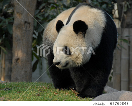 Panda at Chengdu Panda Reserve (Chengdu Research Base of Giant Panda Breeding) in Sichuan, China. The panda bear is standing in the sunshine. Pandas are born at the reserve. Panda in Chengdu Reserve Panda at Chengdu Panda Reserve (Chengdu Research Base of Giant Panda Breeding) in Sichuan, China. The panda bear is standing in the sunshine. Pandas are born at the reserve. Panda in Chengdu Reserve 62769843