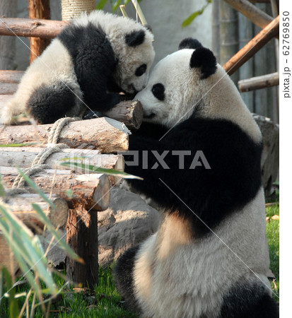 Panda mother and cub at Chengdu Panda Reserve (Chengdu Research Base of Giant Panda Breeding) in Sichuan, China. Two pandas looking at each other. Mother panda and cub, Chengdu Reserve, China Panda mother and cub at Chengdu Panda Reserve (Chengdu Research Base of Giant Panda Breeding) in Sichuan, China. Two pandas looking at each other. Mother panda and cub, Chengdu Reserve, China 62769850