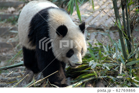 Panda at Chengdu Panda Reserve (Chengdu Research Base of Giant Panda Breeding) in Sichuan, China. The panda bear is standing. Many pandas are born at the reserve. Giant Panda, Chengdu Reserve, China Panda at Chengdu Panda Reserve (Chengdu Research Base of Giant Panda Breeding) in Sichuan, China. The panda bear is standing. Many pandas are born at the reserve. Giant Panda, Chengdu Reserve, China 62769866