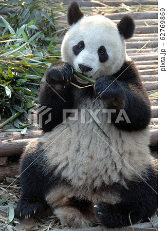 Panda at Chengdu Panda Reserve (Chengdu Research Base of Giant Panda Breeding) in Sichuan, China. The panda bear is eating bamboo. Showing the panda's full body. Giant panda, Chengdu Reserve, China Panda at Chengdu Panda Reserve (Chengdu Research Base of Giant Panda Breeding) in Sichuan, China. The panda bear is eating bamboo. Showing the panda's full body. Giant panda, Chengdu Reserve, China 62769869