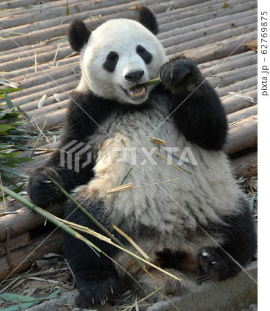 Panda at Chengdu Panda Reserve (Chengdu Research Base of Giant Panda Breeding) in Sichuan, China. The panda bear is eating bamboo and lying back relaxing. Pandas born here. Giant panda, Chengdu, China 62769875