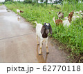 Agriculturist leave goats outdoor to eat grass after the rain. It is standing on the wet road which have the rain water and look at camera. 62770118