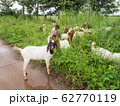 Agriculturist leave goats outdoor to eat grass after the rain. It is standing on the wet road which have the rain water and look at camera. 62770119