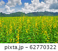 Sunhemp or Crotalaria Juncea field with mountain, sky and sunrise background view in Kanchanaburi, Thailand. 62770322