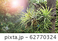 Tillandsia ionantha Planch hang on the tree in the home garden with sunshine morning. 62770324