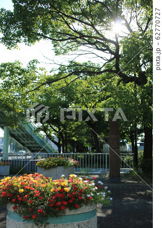 街の花壇 街の花壇 62770727