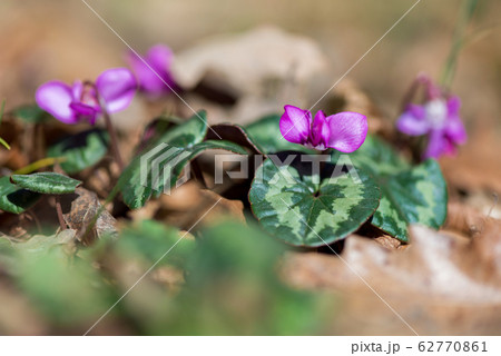 Clouse-up of spring blooms of pink cyclamens 62770861